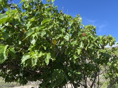 Thespesia populnea