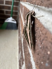 Eumorpha fasciatus