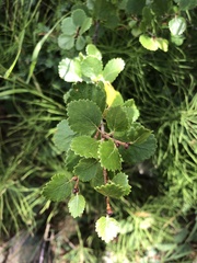 Betula glandulosa