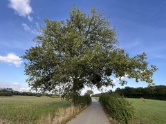 Populus × canadensis