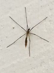 Tipula