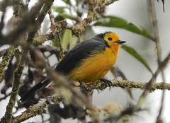 Myioborus ornatus