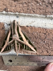 Eumorpha fasciatus