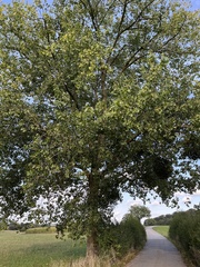 Populus × canadensis