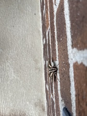 Eumorpha fasciatus