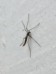 Tipula