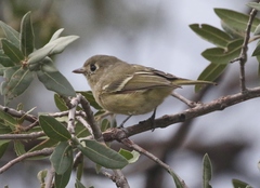 Vireo huttoni