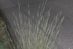 Schizachyrium