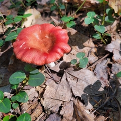 Russula emetica
