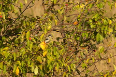 Lanius excubitor