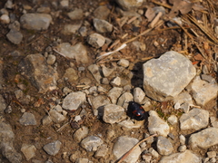 Hister quadrimaculatus