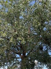 Populus × canadensis