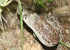 Pituophis catenifer affinis