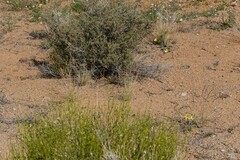 Monechma spartioides