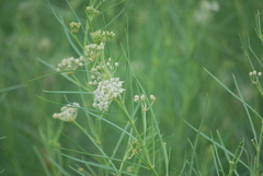 Asclepias subverticillata