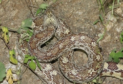 Pituophis catenifer affinis