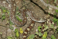Pituophis catenifer affinis