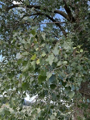 Populus × canadensis