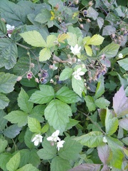 Rubus caesius