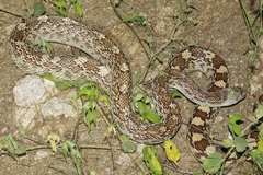 Pituophis catenifer affinis
