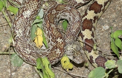 Pituophis catenifer affinis