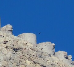 Gypaetus barbatus