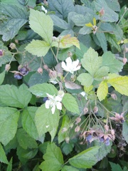 Rubus caesius