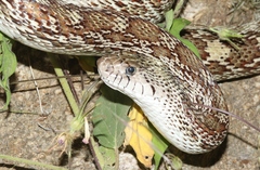 Pituophis catenifer affinis