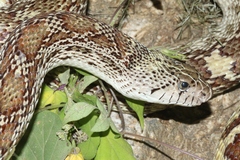 Pituophis catenifer affinis