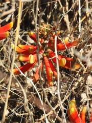 Erythrina acanthocarpa