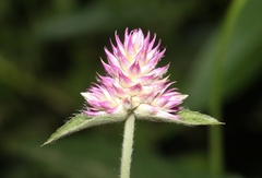 Gomphrena sonorae