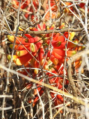 Erythrina acanthocarpa