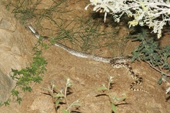 Pituophis catenifer affinis