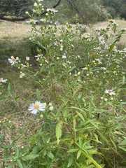 Symphyotrichum lanceolatum