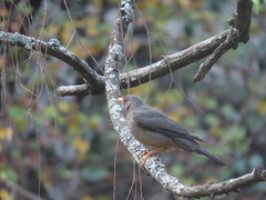 Turdus smithi