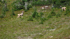Odocoileus hemionus hemionus