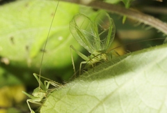 Oecanthus argentinus