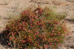 Hermannia stricta