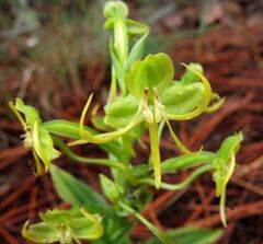 Habenaria jaliscana