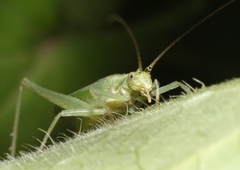 Oecanthus argentinus