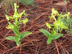 Habenaria jaliscana