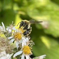 Andrena hirticincta