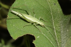 Oecanthus argentinus