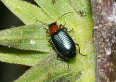 Lebia