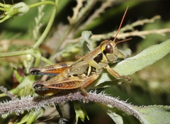 Melanoplus lakinus