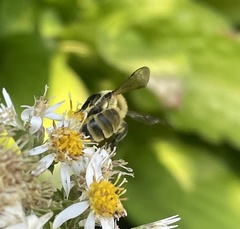 Andrena hirticincta