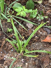 Carex sparganioides