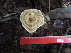 Microporellus