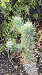 Austrocylindropuntia