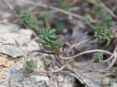 Petrosedum
